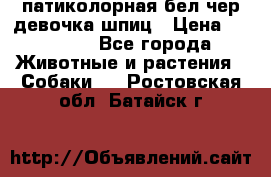 патиколорная бел/чер девочка шпиц › Цена ­ 15 000 - Все города Животные и растения » Собаки   . Ростовская обл.,Батайск г.